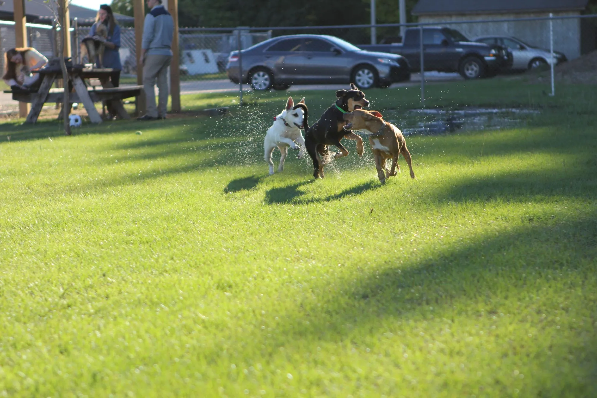 Three dogs playing on grass in a fenced dog park
